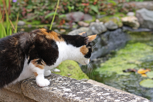 Bella looking into the pond