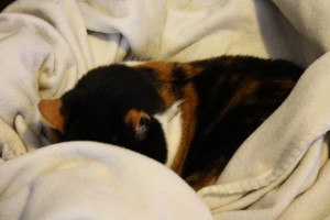 IMG_6580