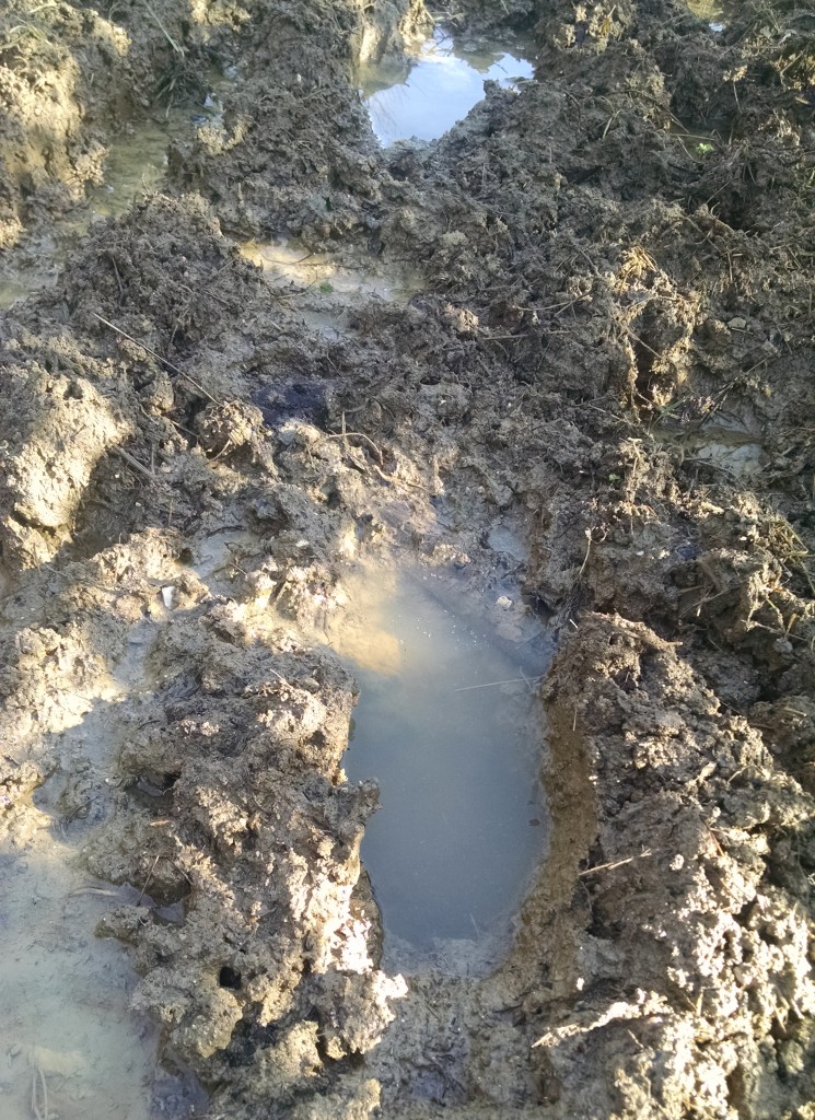 Muddy trail run