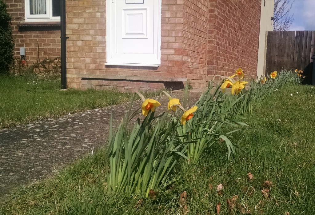 Daffodils at home
