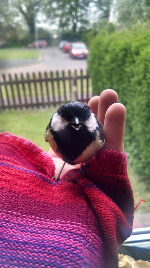 Great Tit in hand