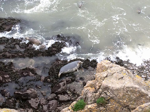 Seals at Gower