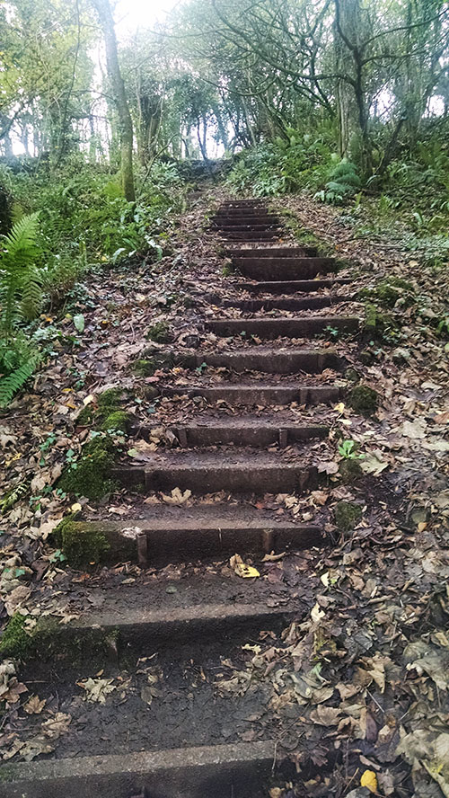 Gower gully steps in the wood