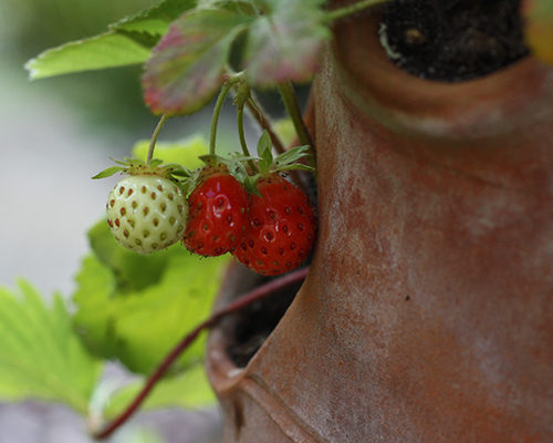 Strawberry planter