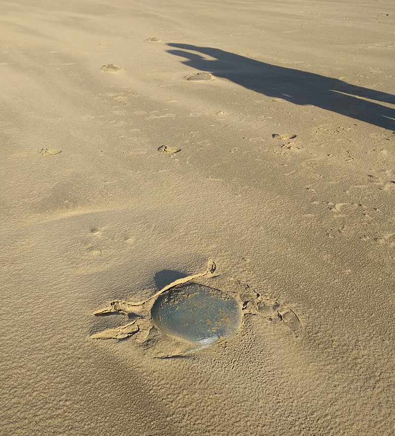 Jellyfish line at Gower beach