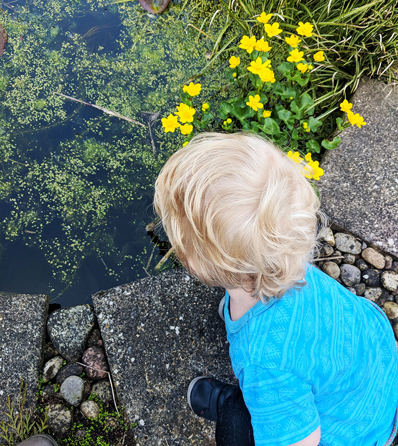 Oscar by the pond