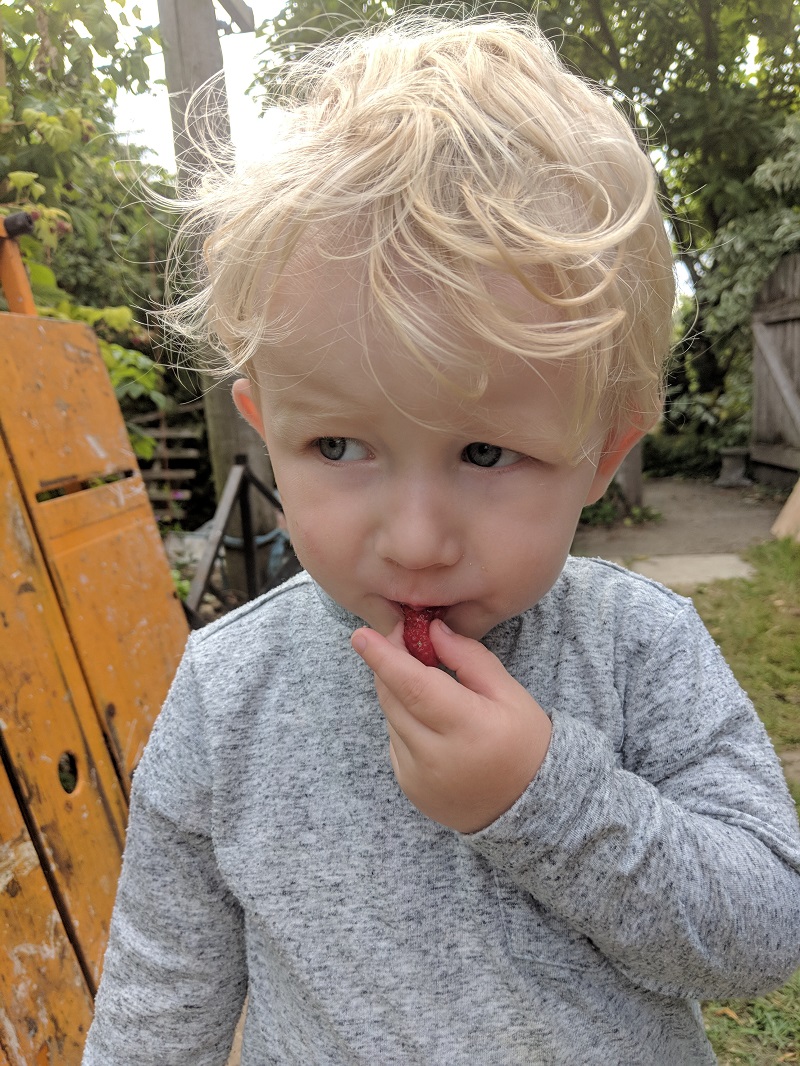 Oscar eating a raspberry