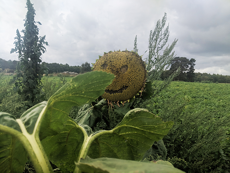 Happy sunflower on the Mile 25 of the Robin Hood 100 miles